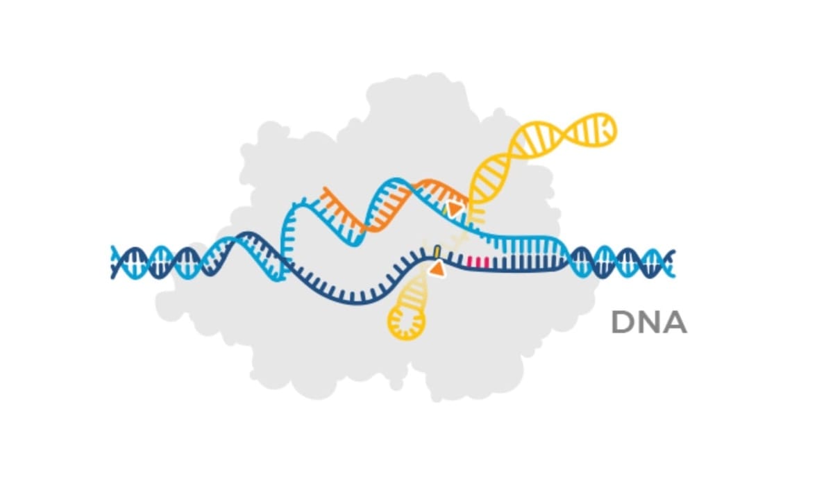 CRISPR Genetic Editing Editas